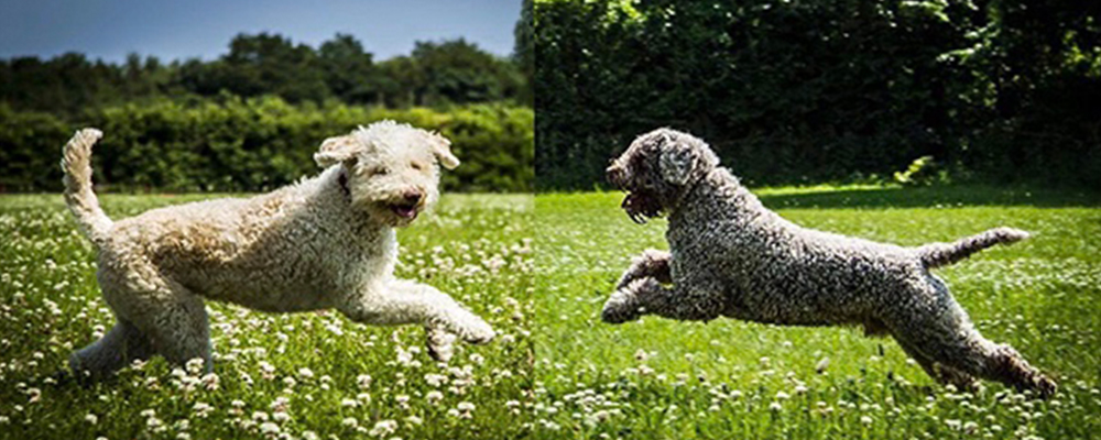 An Overview Of Our Breed The Lagotto Romagnolo Club Of Great Britain