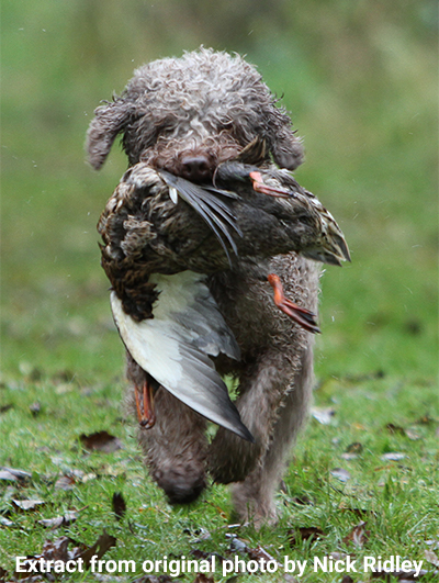 Working The Lagotto Romagnolo Club Of Great Britain