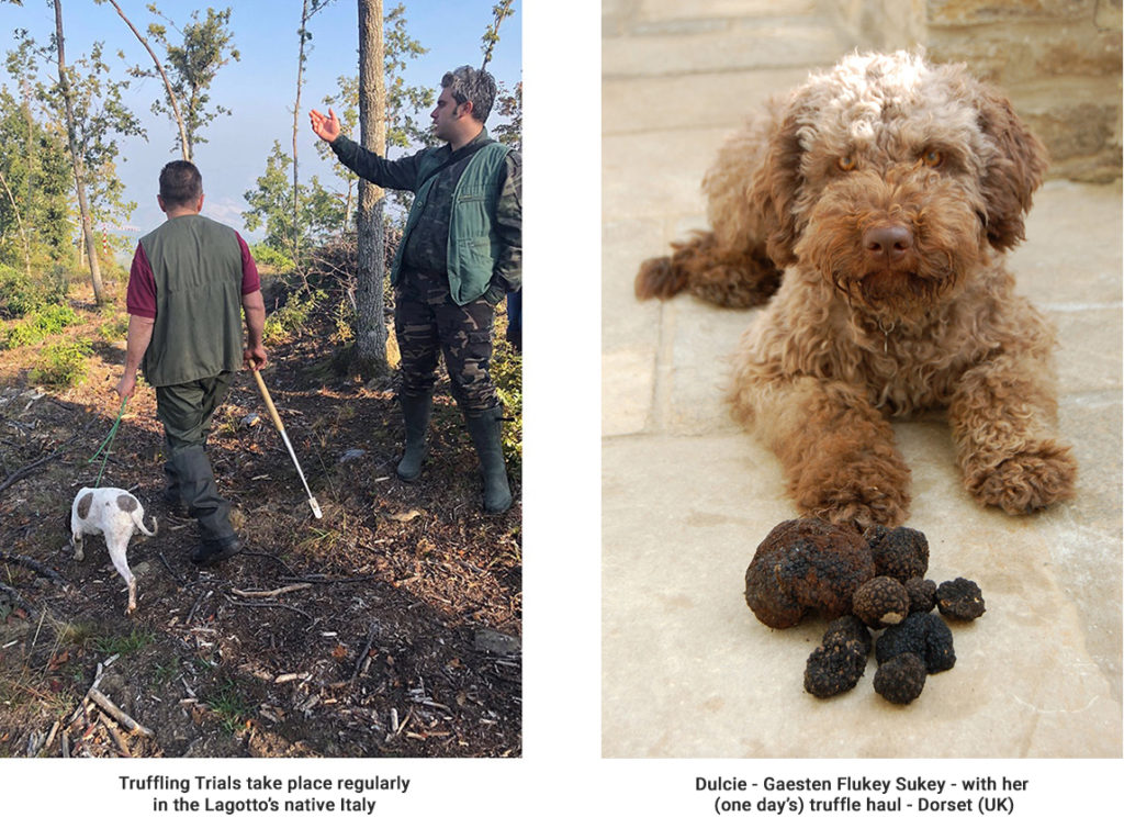 Truffle Searching The Lagotto Romagnolo Club Of Great Britain
