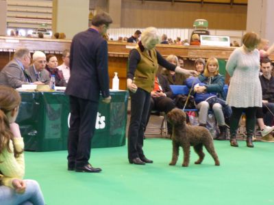 Crufts 2017