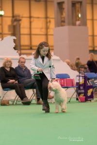Crufts 2017