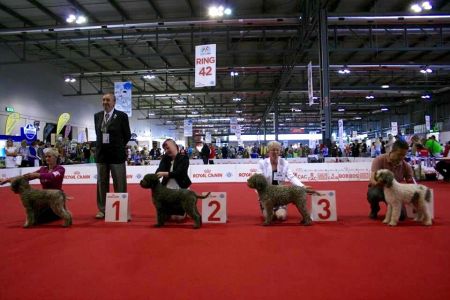 Gaesten Zippy Zingo at Nelbekio Group 3