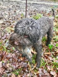 Hebe - Beating and Picking Up in Hampshire