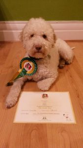 Tosca with her KC Good Citizen Gold Award