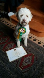 Kennel Club Good Citizen Gold Award for Tosca