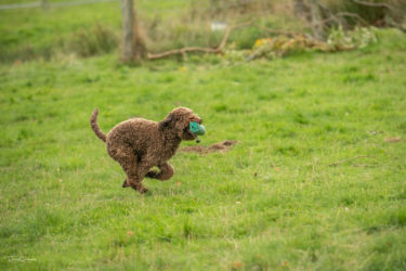 Sybil (Mizania Diorbe of Vienna) Gundog Test
