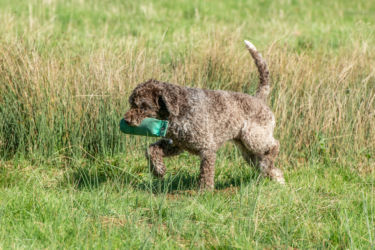 Gundog Test