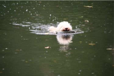 GUNDOG Water Day 2011