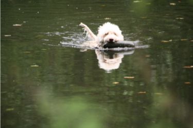 GUNDOG Water Day 2011