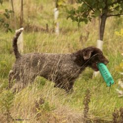 Grancanna Cantata (Flora) showing off her Lagotto dummy Gundog | Test | Lagotto Dummy