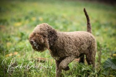 Rebelritsi Photography