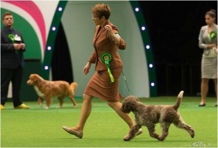 BOB and Group 3 for Katrien van Gemert's IT/NL/SLO/BE/FIN/SE/VDH/LUX CH GLESKA GOODY GOODY EW'10-'14 WJW-10