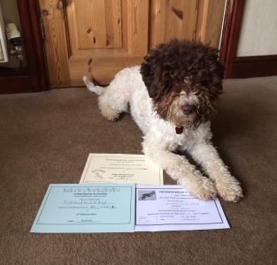 Nola (Nelbekio Almost an Angel) with her Rally Level 1 certificates