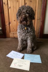 Rally Level 2 certificates for Gaesten Zippy Zingo at Nelbekio RL4