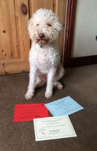 Rally Level 2 Awards for Rosie (Gaesten Desirable Diva at Nelbekio)