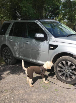 Otto taking his time to pinpoint the exact location of the scent article on the wheel arch