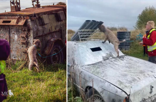 Weird and wonderful machinery searches at   the anti aircraft facility in Cheshire which is now a paintball venue