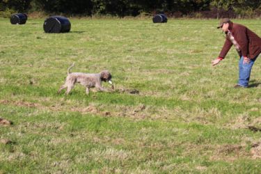 Gundog | Practice Assessment Test