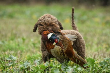 Rebelritsi Photography