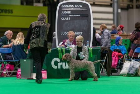 Gaesten Zippy Zingo at Nelbekio RL4<br>
2nd in Veteran Dog