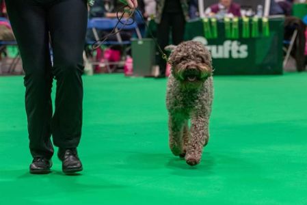 Gaesten Zippy Zingo at Nelbekio RL4<br>
2nd in Veteran Dog
