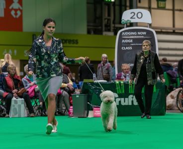 Mizani Diorbe of Slovakia ShCM<br>
1st in Post Graduate Dog