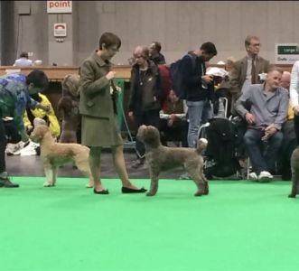 Mizani Dioro over Savio<br>
3rd in Post Graduate Dog