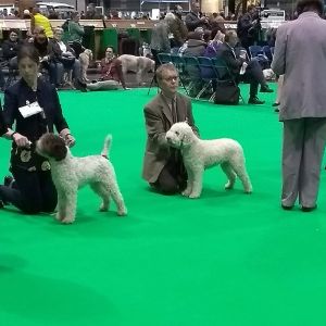 Litter Sisters: Moonreed Bella and Moonreed Warbler<br>
3rd and Reserve in Junior Bitch