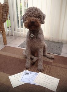 Gaesten Zippy Zingo at Nelbekio RL4 (Ricco) back in his Level 1 days