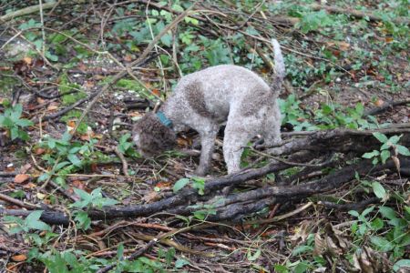 Luna was the star of Day 2, finding all three truffles that had been secretly buried whilst the dogs worked Trufflng Experience