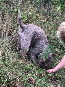 Truffling Experience