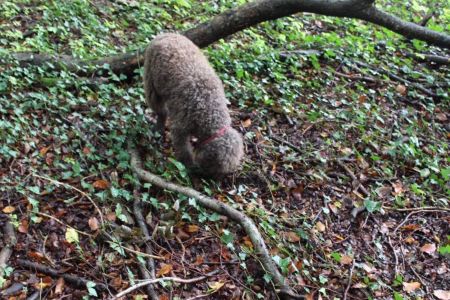 Truffling Experience