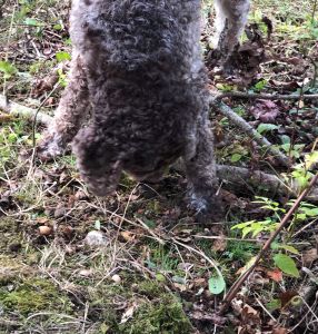 Truffling Experience