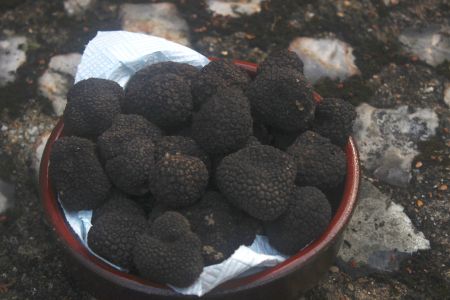 The truffles that Denise brought with her for our training, sourced by her own dogs in Switzerland Truffling Experience
