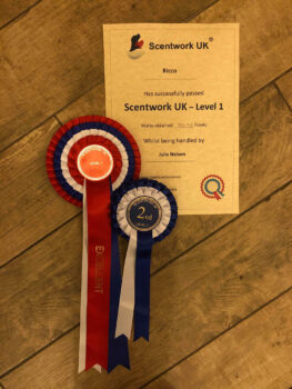 As far as we know, the first Lagotto to have achieved an 'Excellent' pass for Scentwork UK Level 1