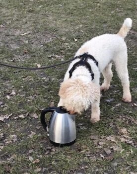 Otto indicating the scent amongst household and gardening items