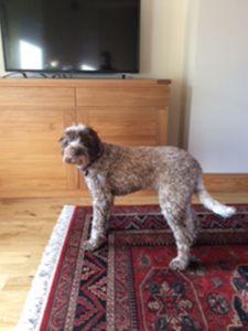 VETERAN BITCH - Aged 9 years