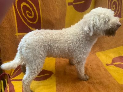 BEST COAT - (Bitch) Aged 4 years