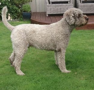 OPEN DOG - Aged 3.5 years