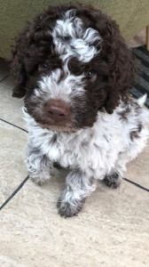 CUTEST PUPPY - (Dog) Aged 3 months