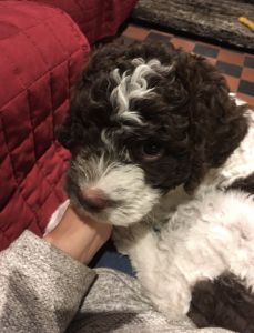 CUTEST PUPPY - (Bitch) Aged 6 months