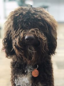 BEST HEAD - (Dog) Aged 5 years