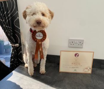 CUTEST PUPPY - (Bitch) Aged 7 months