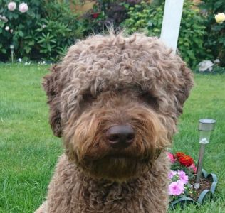 BEST HEAD - (Dog) Aged 13 months