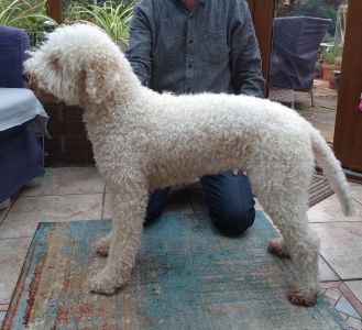 OPEN BITCH - Aged 2.5 years