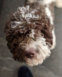 CUTEST PUPPY - (Bitch) Aged 6 months