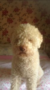 BEST HEAD - (Bitch) Aged 7 years