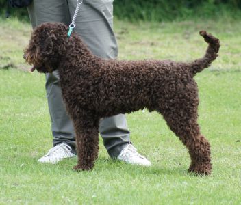 OPEN DOG - Aged 22 months