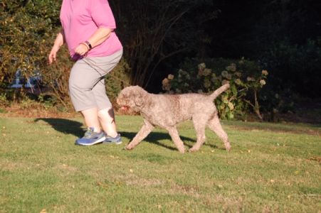 BEST MOVEMENT - (Dog) Aged 3 years
