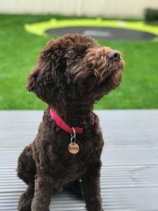 CUTEST PUPPY - (Dog) Aged 15 weeks